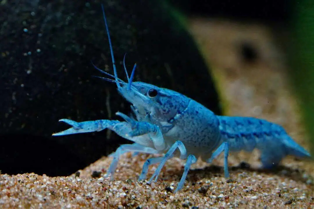 Procambarus alleni - Blauer Floridakrebs