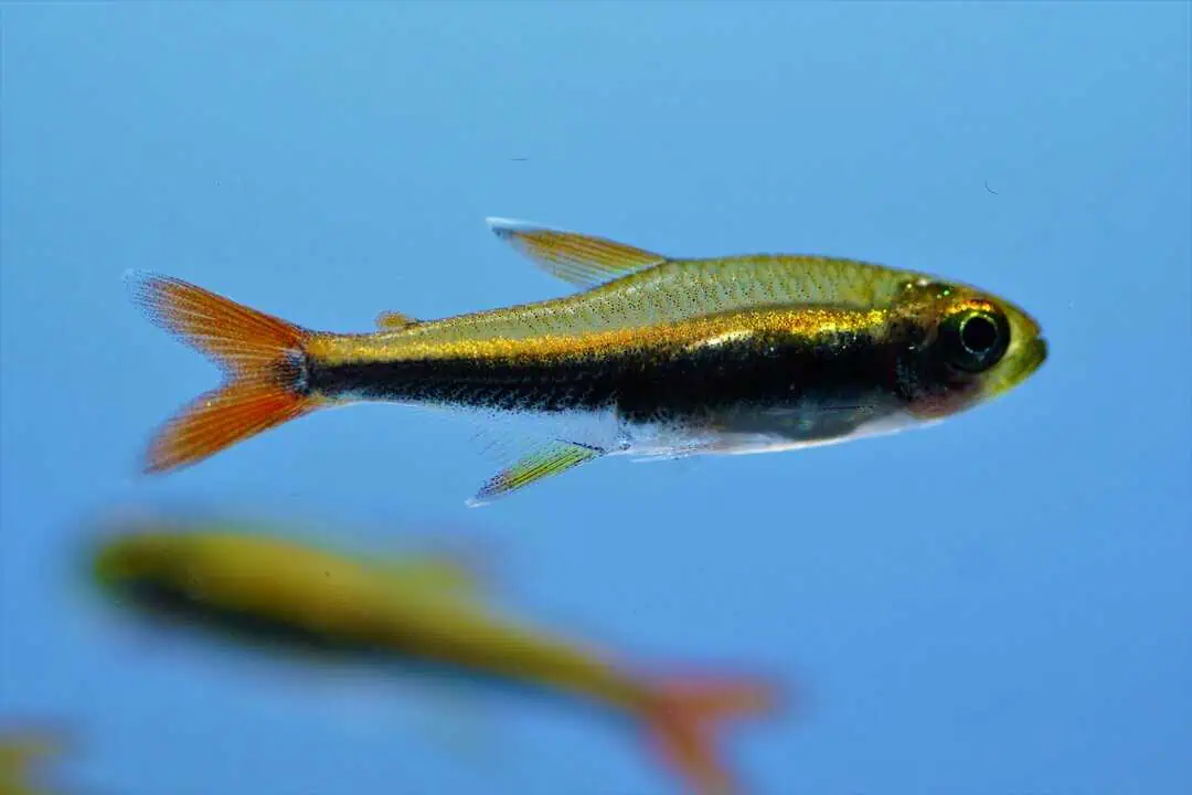 Hyphessobrycon loretoensis - Loretosalmler