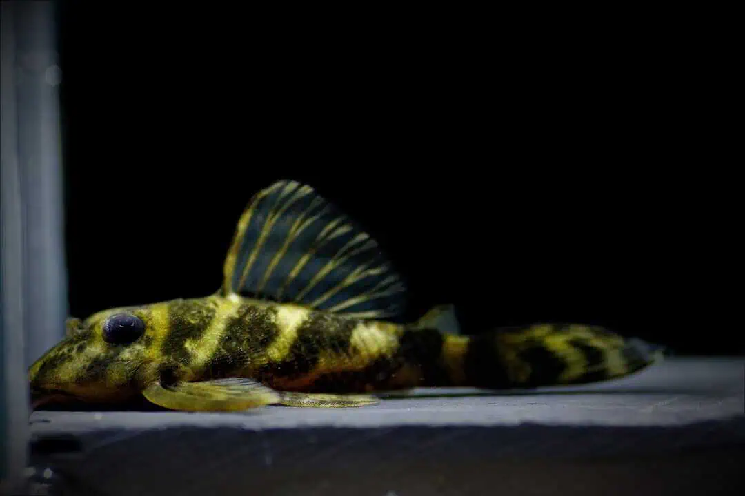 L104 Panaqolus sp. - Zierbinden Zwergschilderwels 5-7cm