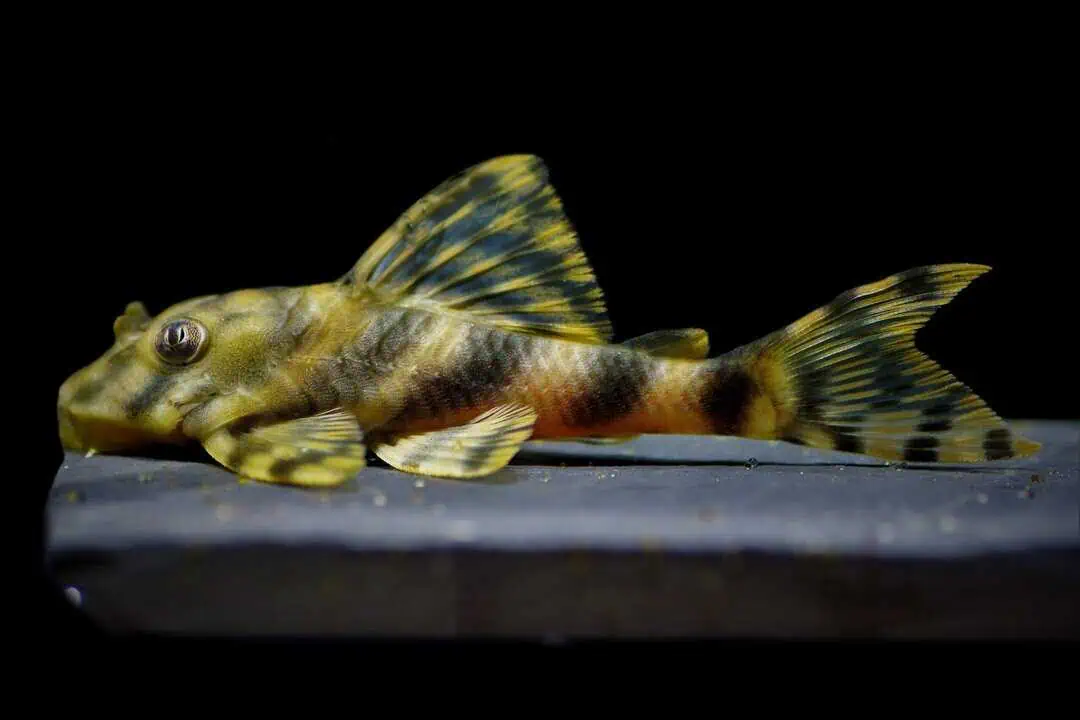 L15 Peckoltia vittata - Gestreifter Zwergschilderwels 8-10cm