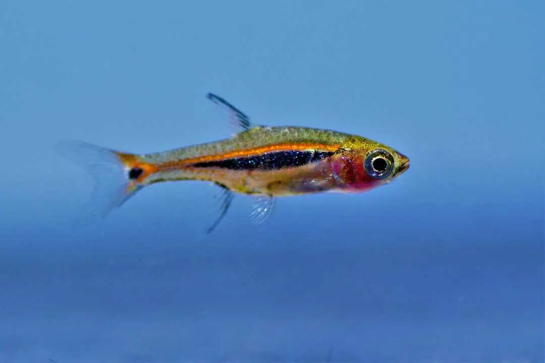 Boraras urophthalmoides - Längsband Zwergbärbling