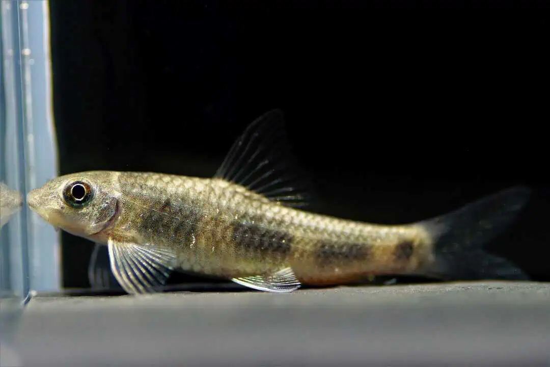 Garra Spilota - Rotschwanzgarra