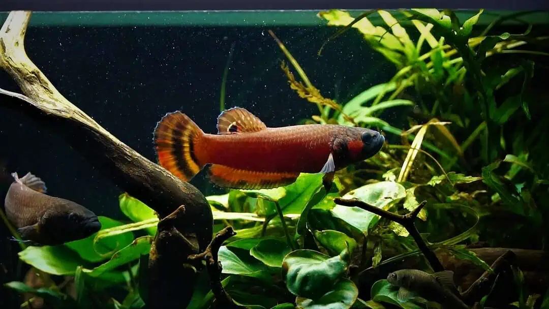 Betta macrostoma - Großmaul Kampffisch