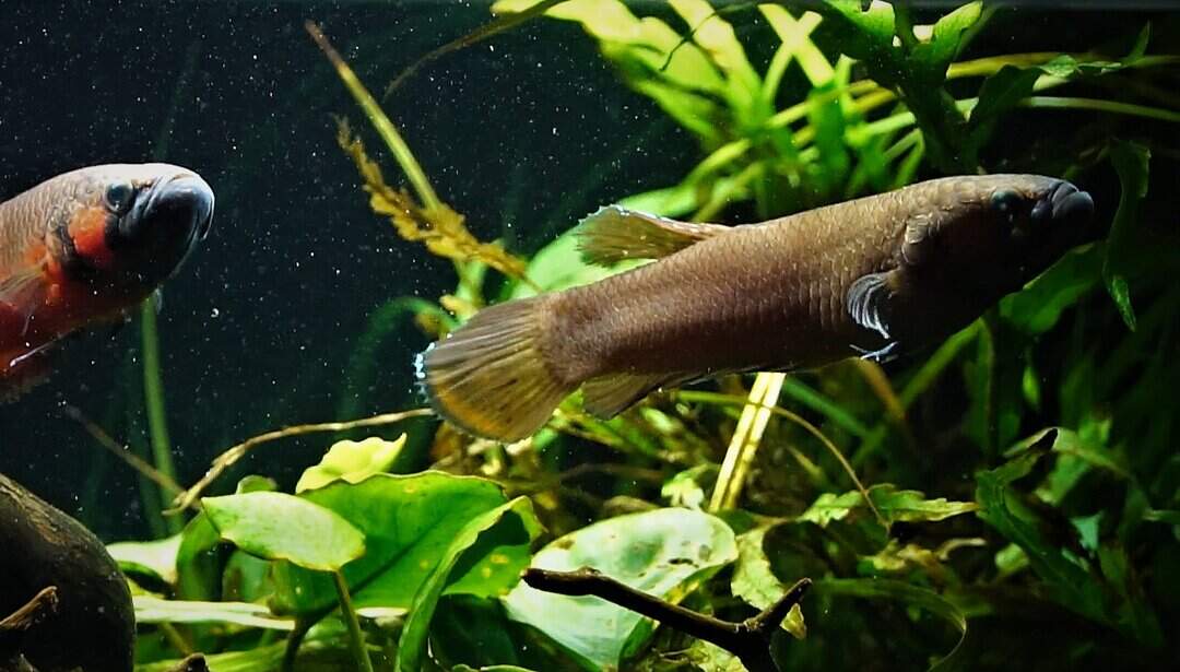 Betta macrostoma - Großmaul Kampffisch – Bild 3