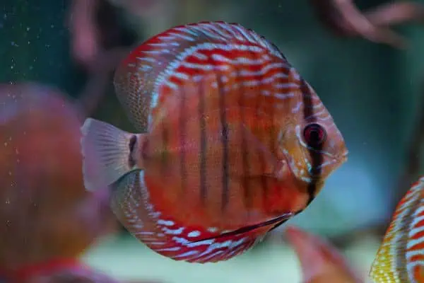 Symphysodon aequifasciatus - Curilenquer Diskus