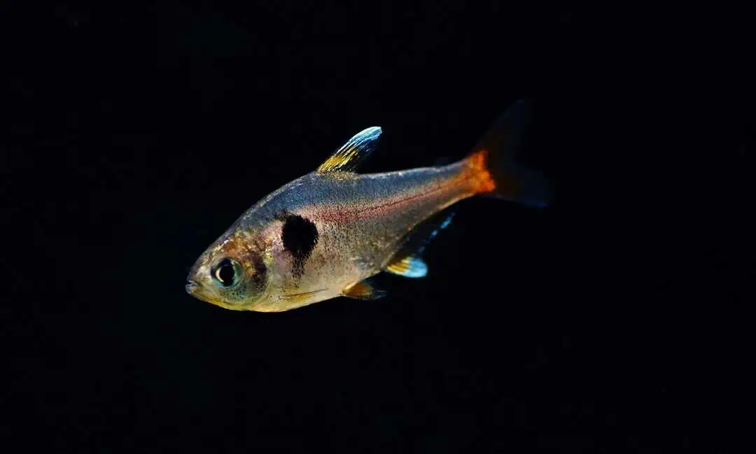 Hyphessobrycon roseus - Gelber Phantomsalmler