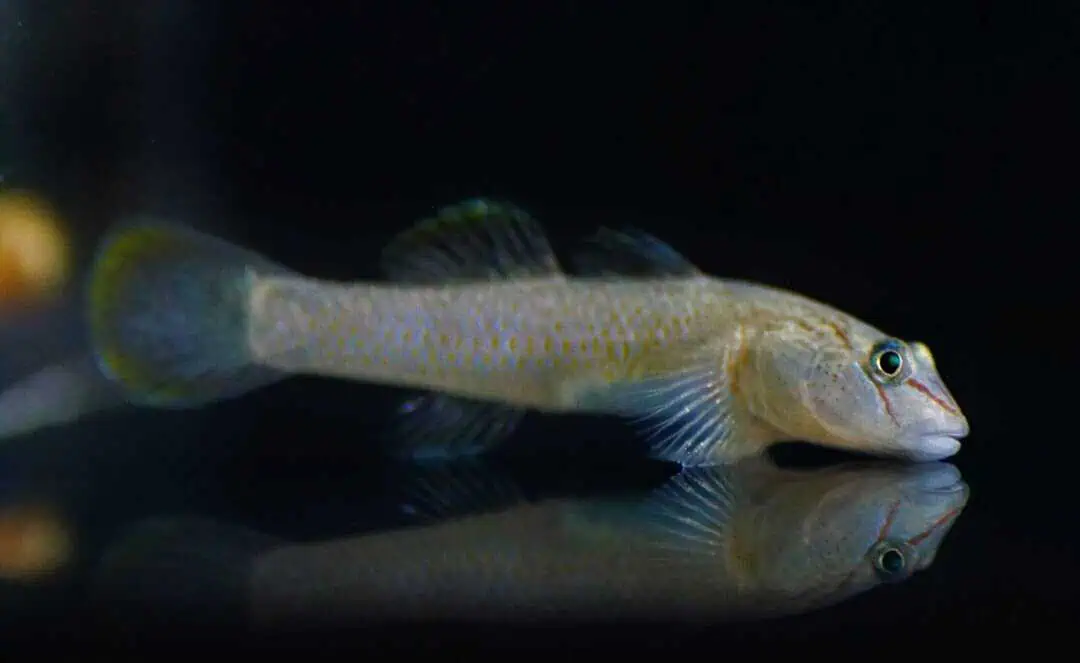 Rhinogobius candidianus - Nasengrundel