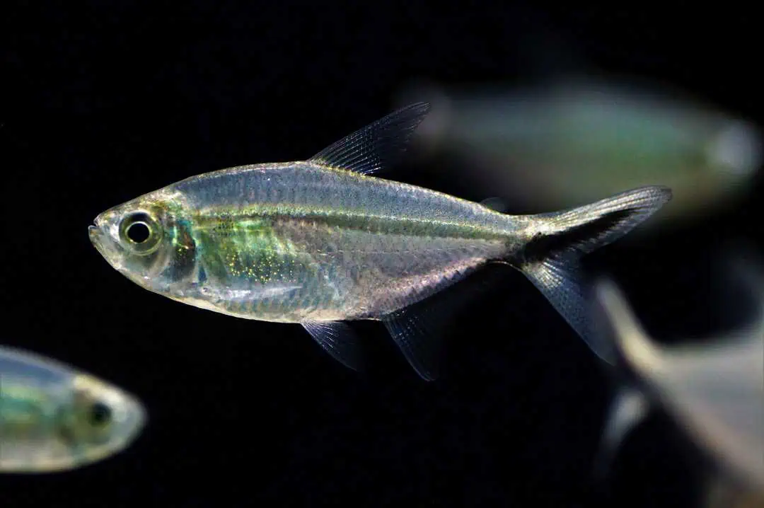 Moenkhausia costae - Signalstreifensalmler