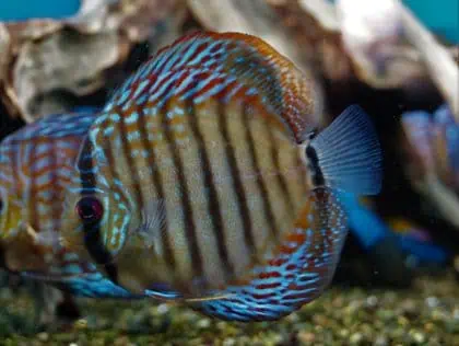 Symphysodon aequifasciatus Diskus - Red Scribbelt 9-10 cm