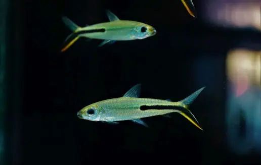 Hemiodus gracilis - Federsalmler