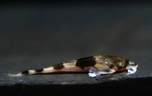 Hoplomyzon sexpapilostoma - Zwergwels - Rarität