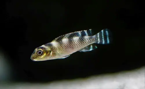 Nanochromis transvestitus - Transvestiten Zwergbuntbarsch