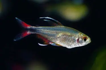 Hemigrammus filamentosus - Phönixsalmler