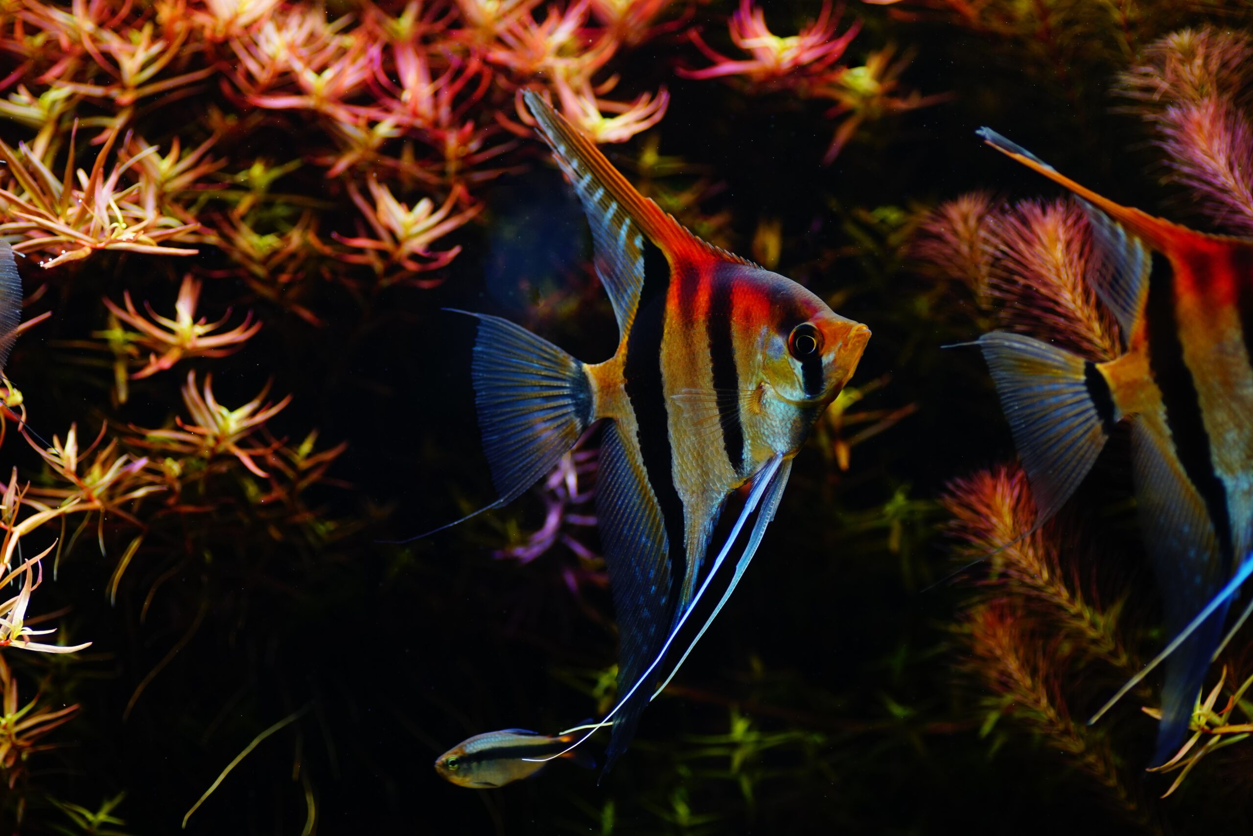 Pterophyllum scalare Rotrücken XL - Manacapuru Rotrücken Skalar