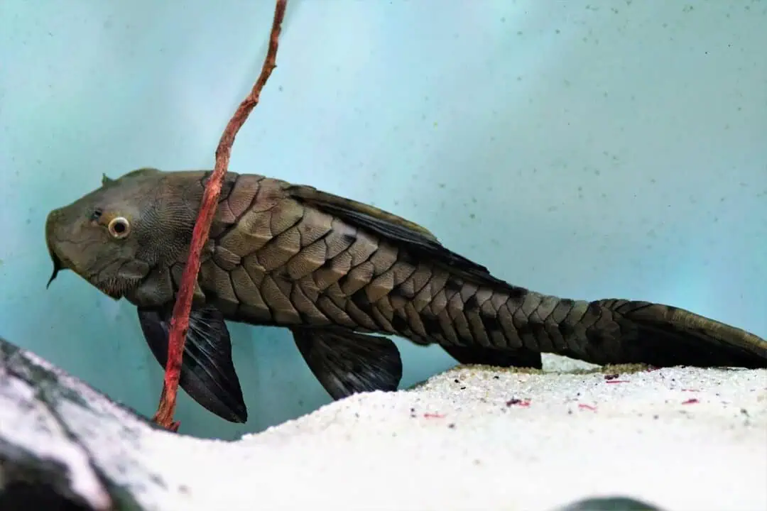 L152 Pseudorinelepis sp. - Tannenzapfenwels