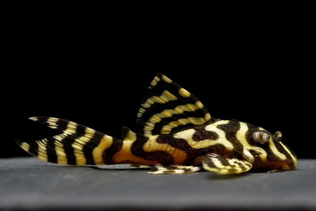 L333 Hypancistrus sp. - Königstiger Harnischwels Yellow Line 5-6cm