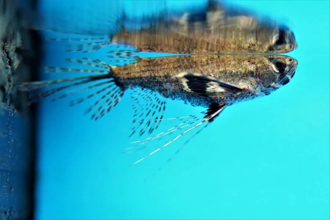 Pantodon Buchholzi - Schmetterlingsfisch