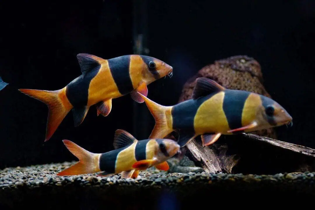 Chromobotia macracanthus - Prachtschmerle 10-15cm