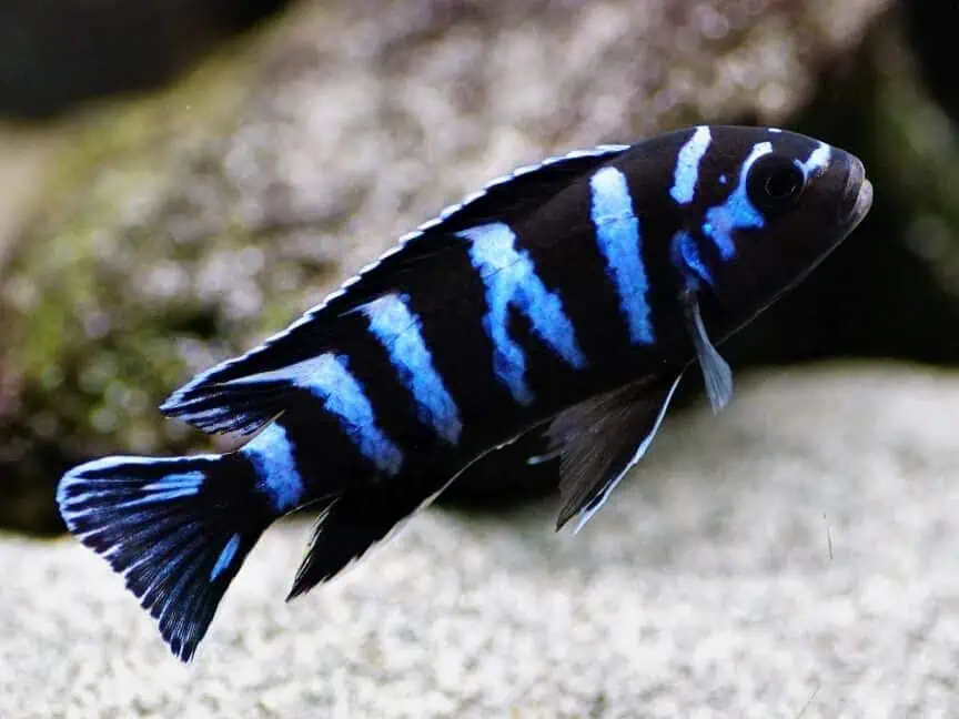 Chindongo demasoni - Demasons Maulbrüter