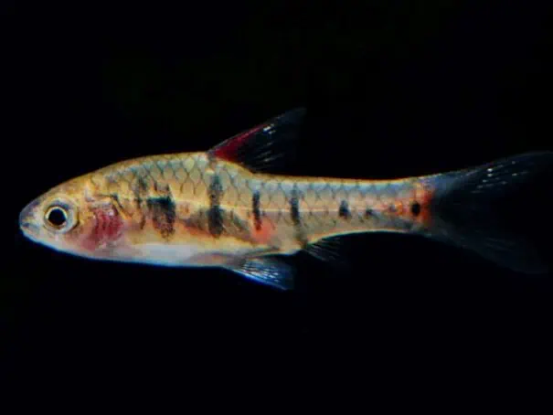 Enteromius jae - Rotblaue Zwergbarbe