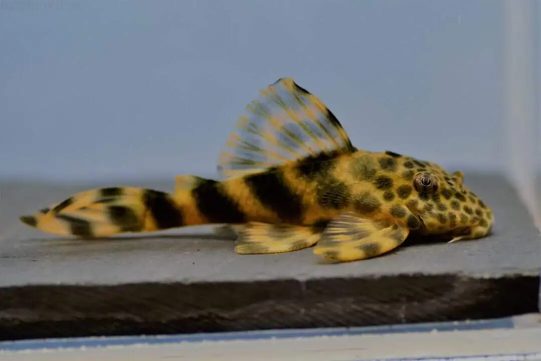 L387 Ancistomus sp. - Pracht Zwergschilderwels 5-7cm