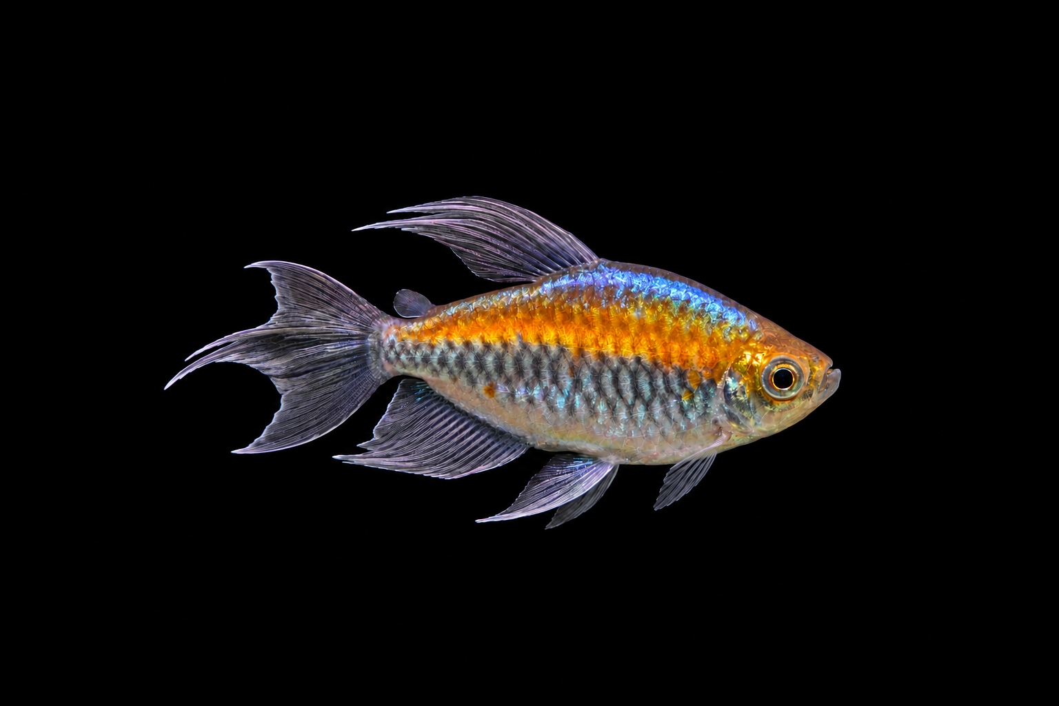 Kongosalmler