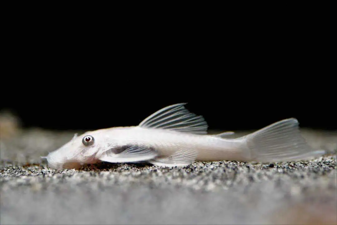 Ancistrus sp. - L144 Snow White - Schneeweißer Antennenwels