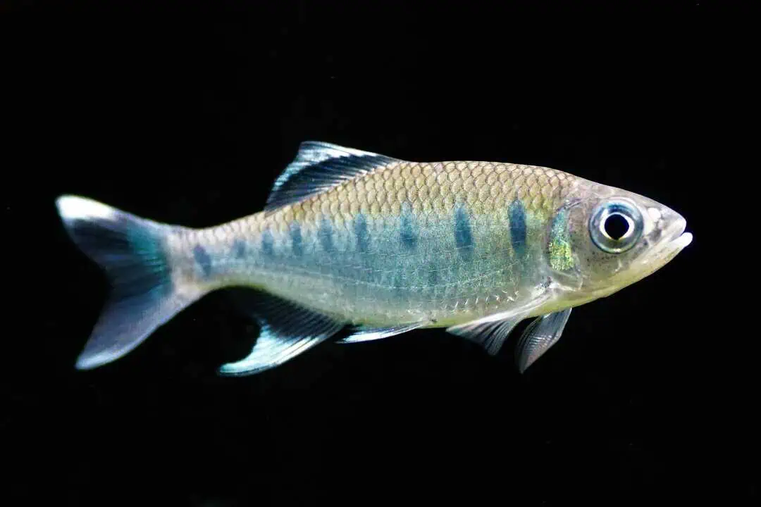 Barilius bakeri - Blaupunkt Gebirgsbärbling