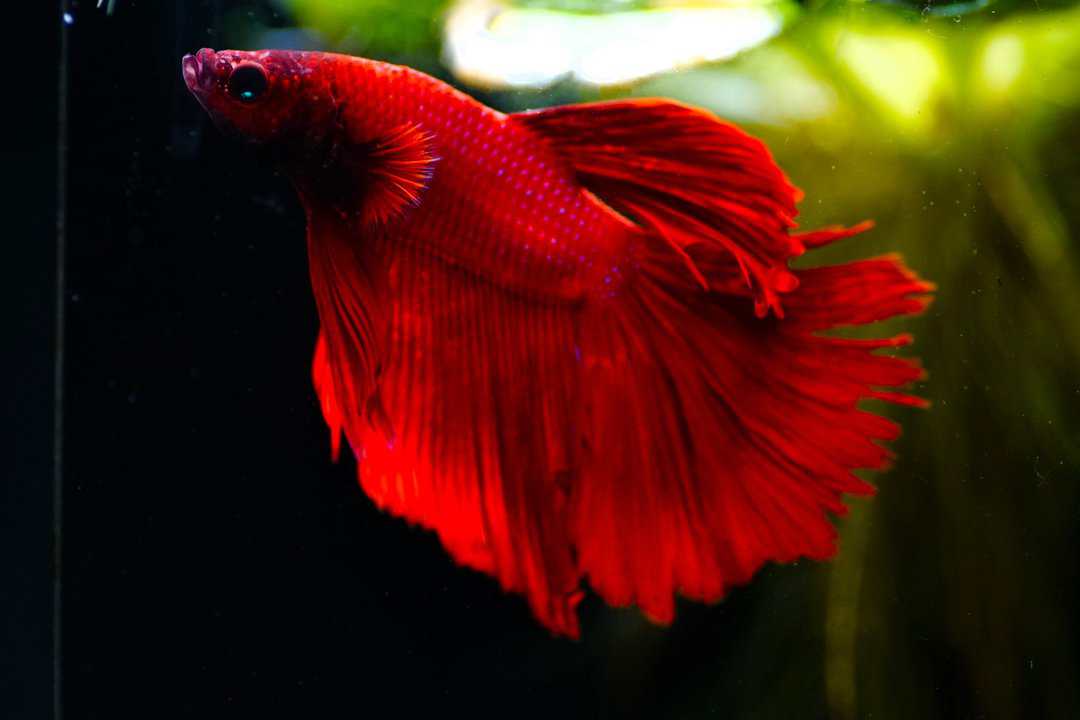 Betta splendens Halfmoon 5 Kampffisch Fishtopia