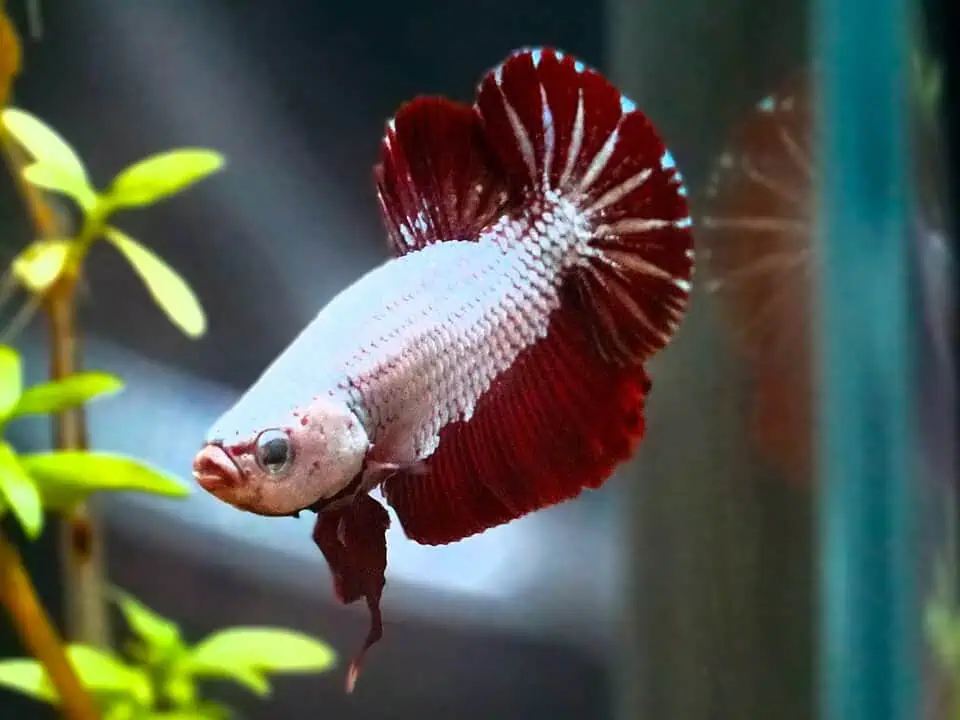 Betta splendens Plakat Platinum Red Dragon- Kampffisch