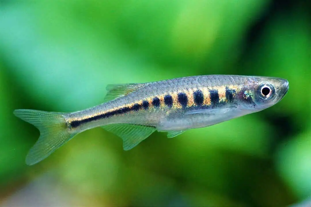 Devario auropurpureus - Inle-Bärbling, Purpurschlankbarbe