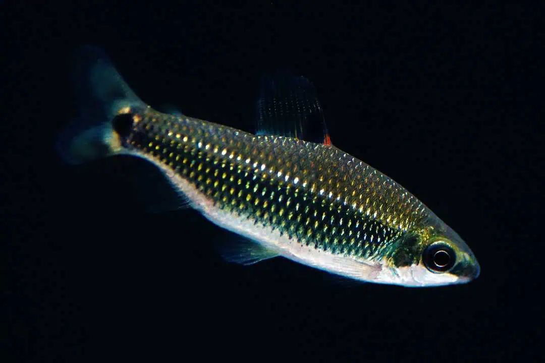 Distichodus teugelsi - Grüner Smaragd Geradesalmler