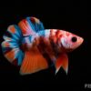 Betta splendens koi plakat