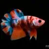 Betta splendens koi plakat