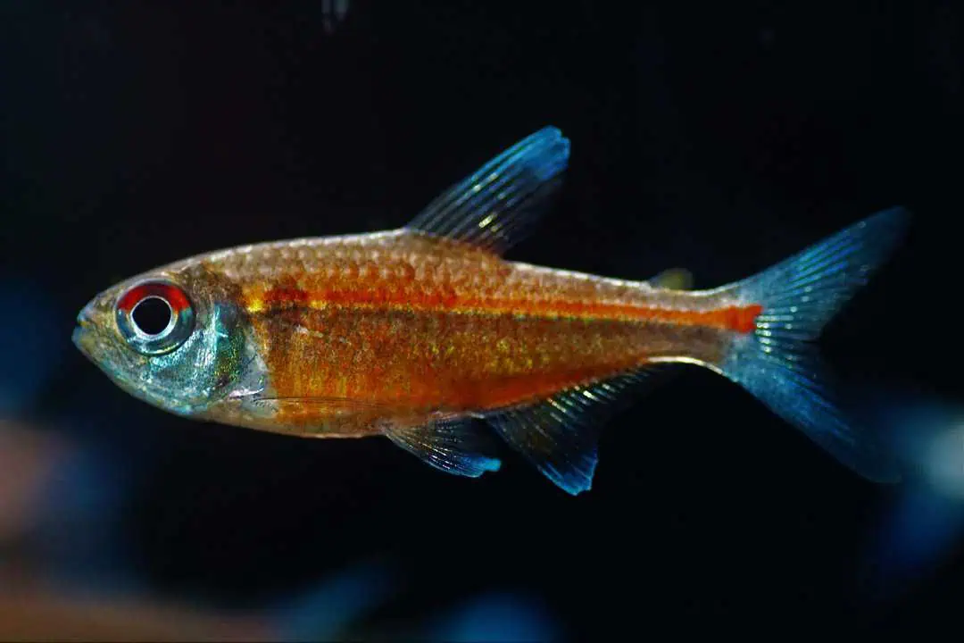 Hemigrammus coeruleus - Roter Chamäleonsalmler