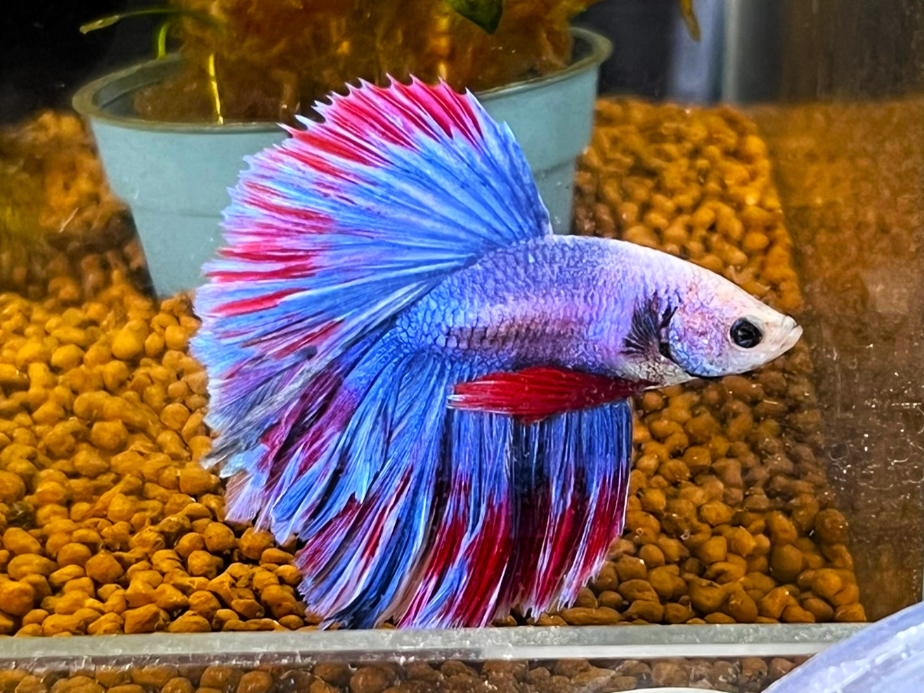 Betta splendens Halfmoon red purple – Kampffisch