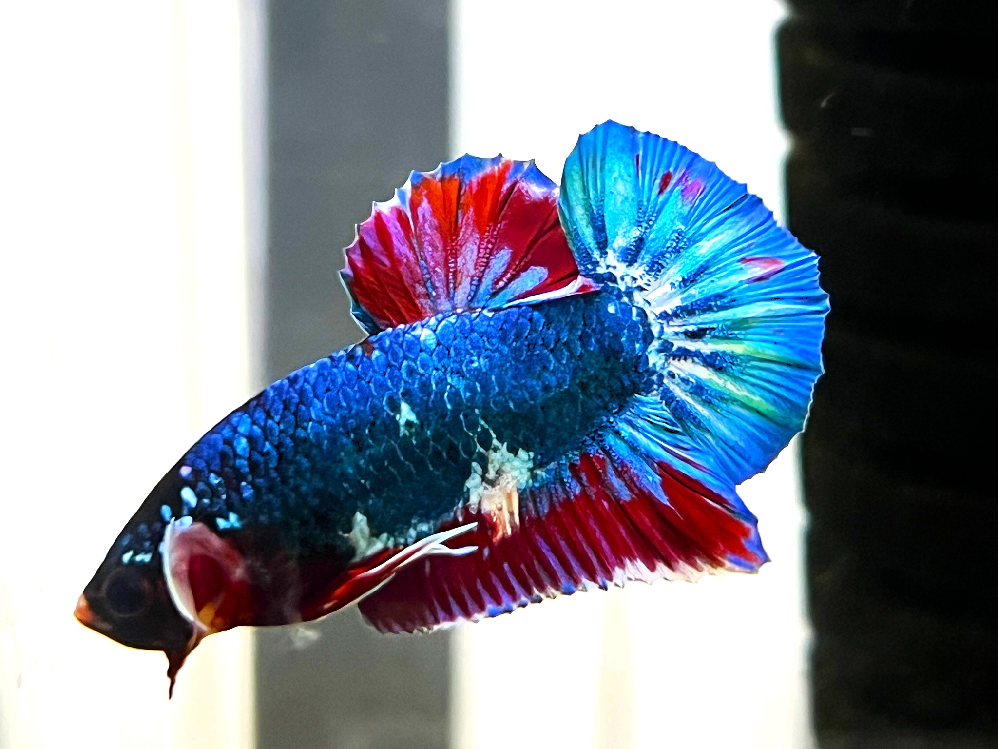 Betta splendens Plakat Blue Red - Kampffisch