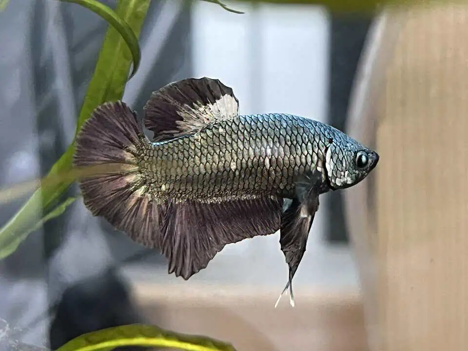 Betta splendens Plakat Copper- Kampffisch