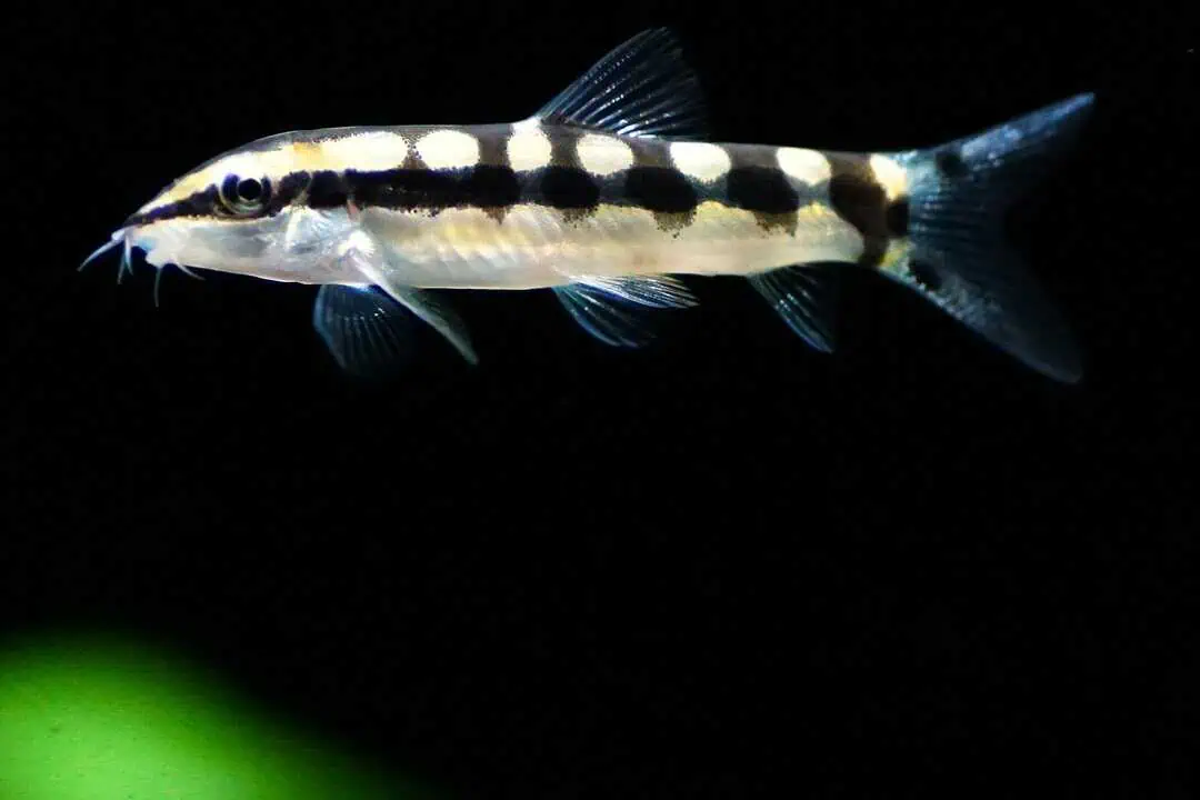 Ambastaia Sidthimunki - Schachbrett Zwergschmerle