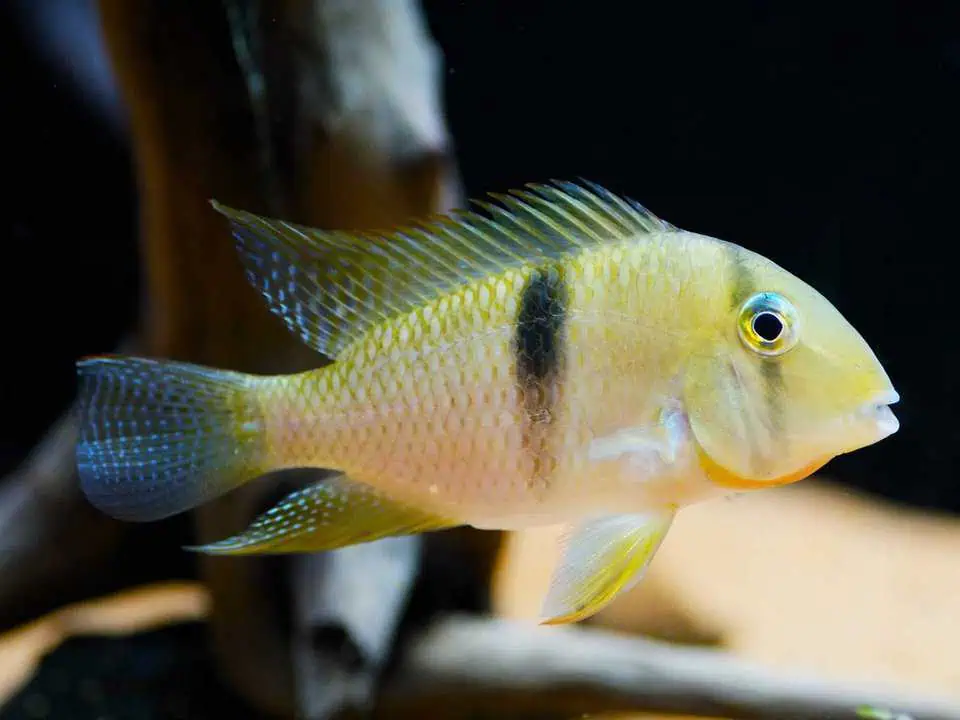 Guianacara geayi - Stattelfleckbuntbarsch