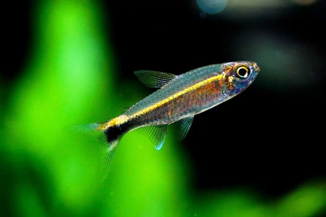 Hemigrammus hyanuary - Grüner Neon Salmler