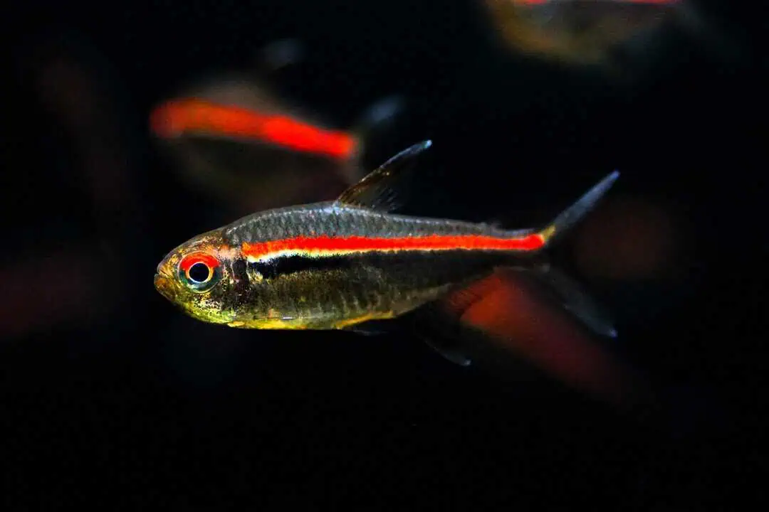 Hyphessobrycon amapaensis - Amapa-Glühlichtsalmler