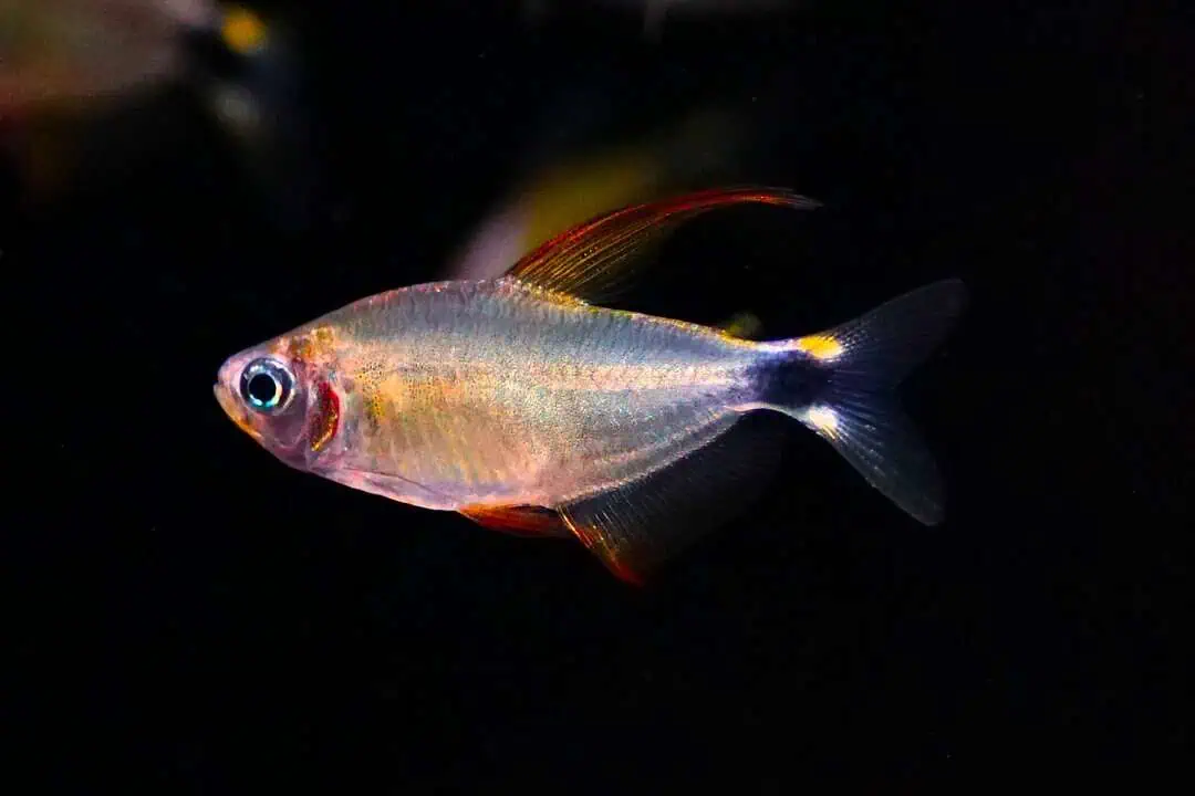 Hyphessobrycon procyon - Procyon-Salmler