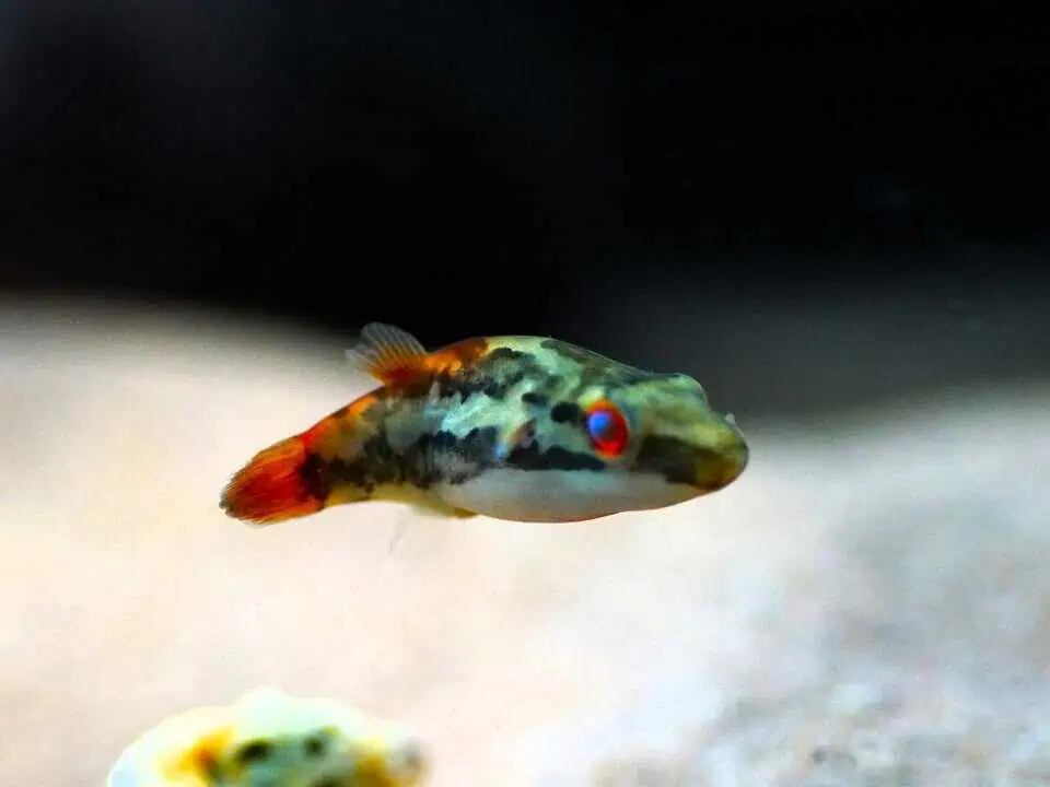 Carinotetraodon irrubesco - Rotschwanz Kammkugelfisch