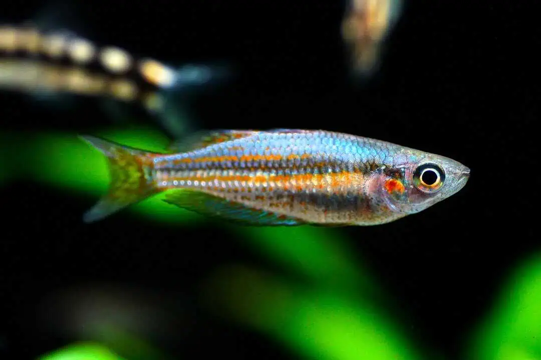 Melanotaenia splendida australis - westlicher Regenbogenfisch