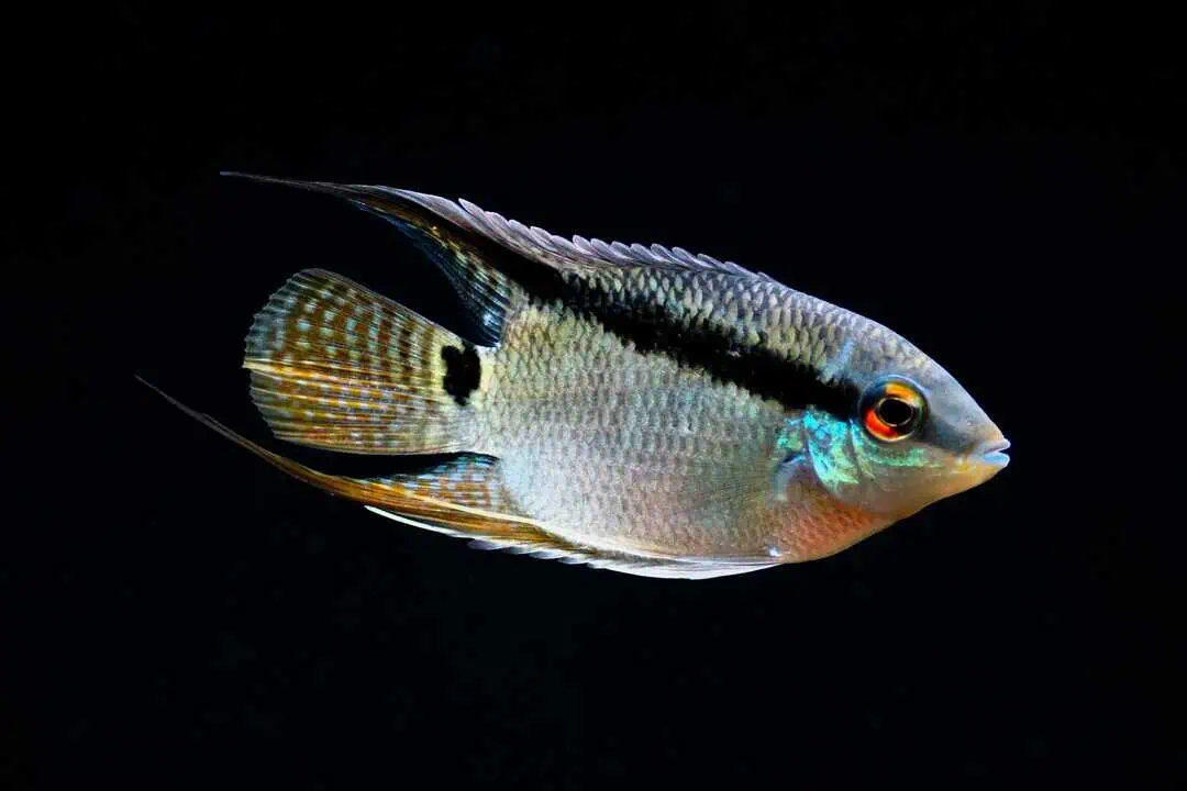 Mesonauta festivus - Flaggenbuntbarsch