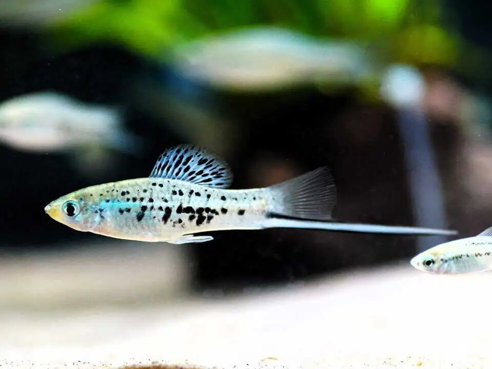 Xiphophorus montezumae - Montezuma-Schwertträger