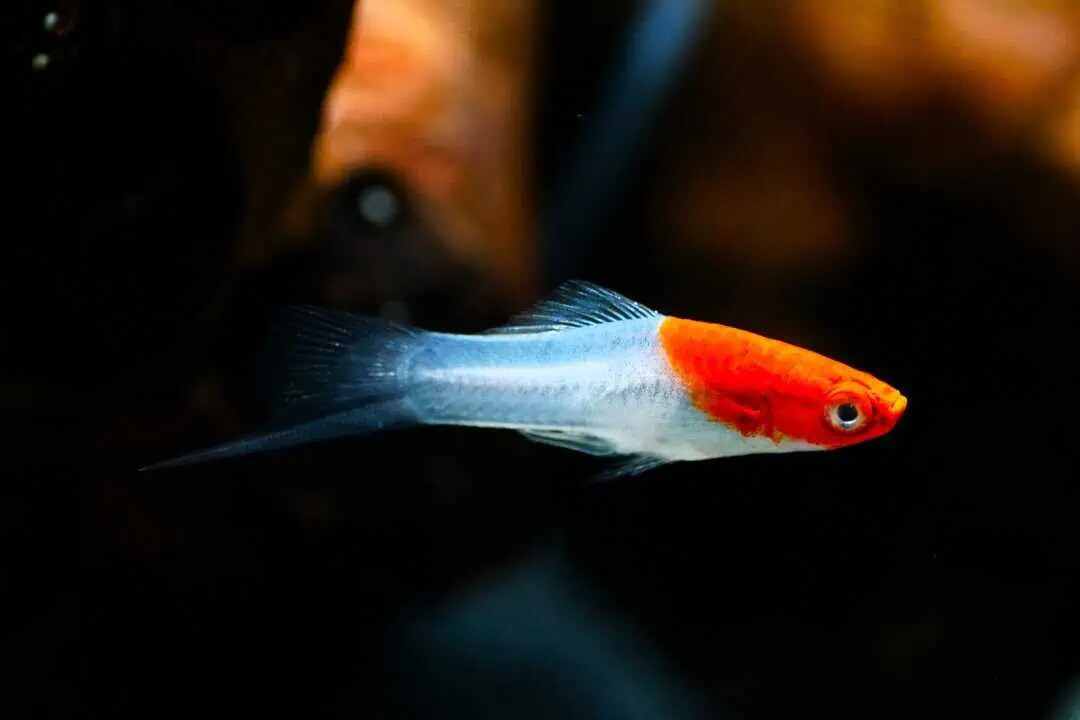 Xiphophorus helleri white red - Schwertträger