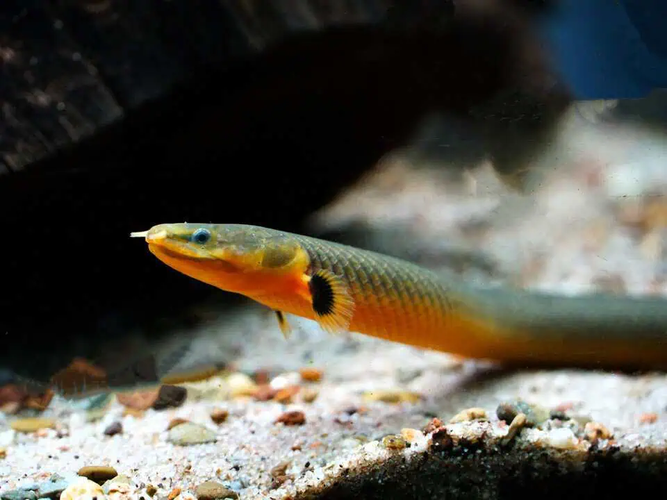 Erpetoichthys calabaricus - Flösselaal