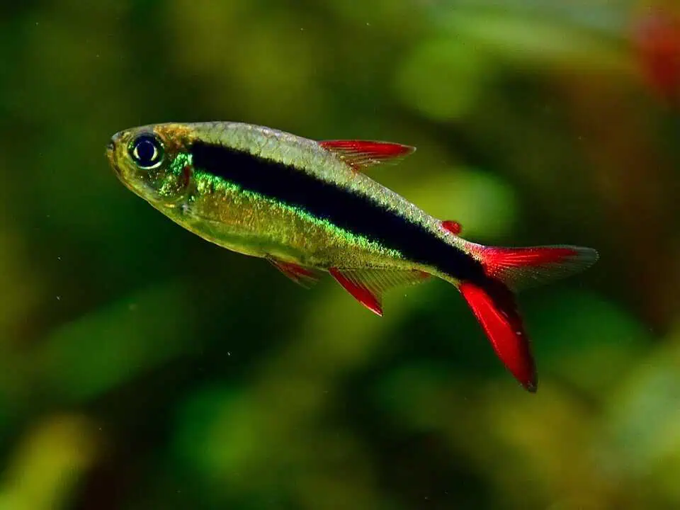 Thayeria sp. Red Tail Teles Pires - Rotflossen Schrägschwimmer